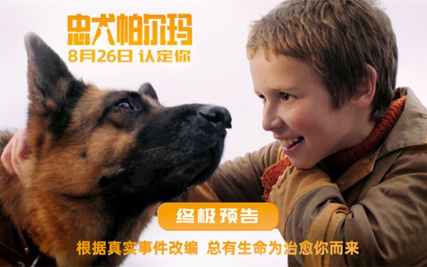 电影《忠犬帕尔玛》发布终极预告826上映 总有生命为治愈你而来