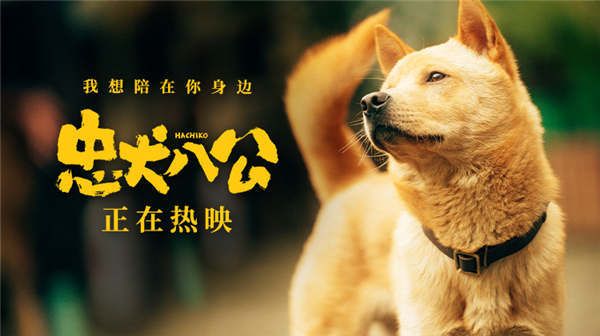 中国版《忠犬八公》全新特辑曝光 狗狗主演竟是流浪狗