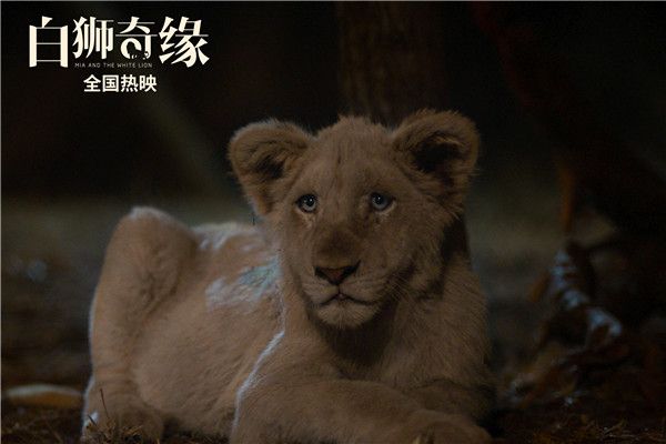 白狮查理望向远方等待米娅回家.jpg