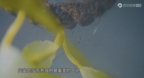 西瓜视频美食溯源纪录片《我们村》热播：走遍七省八村，看见真实美好的乡村生活