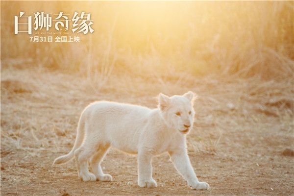 少年查理在阳光下散步.jpg